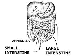 Although shorter than the small intestine in length, the large intestine is considerably thicker in diameter, thus giving it its name. Large Intestine Anatomy Parts Diagram Major Function Video Lesson Transcript Study Com