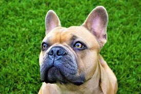 Maybe you would like to learn more about one of these? French Bulldog Breeders In Florida Reviewed Breeder Review