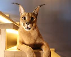 See full list on exoticanimalsforsale.net Caracal Royalpridecats