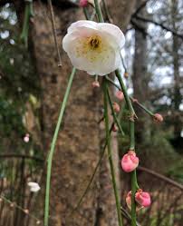 Japanese apricot tree (prunus mume). Prunus Mume Japanese Apricot North Carolina Extension Gardener Plant Toolbox