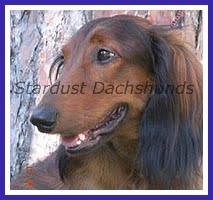 With a curious nature, dachshund puppies are ready to test your boundaries and explore their new home with you. Wisconsin Puppy Mill Project Inc Breeders With Pride Stardust Dachshunds