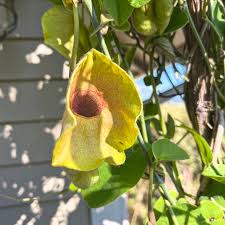 Image result for Aristolochiaceae