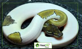 Black eyed leucistic ball python for sale. The Most Popular Ball Python Morphs Your Pet Planet