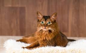 Somali Kedisi Ve Ozellikleri Kedi Kopek Cat Breeds American Bobtail Cat Russian Blue Cat