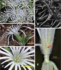 Image result for Silene kiwuensis