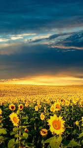 Maybe you would like to learn more about one of these? Nature Vast Sunflower Field Landscape Iphone Wallpapers Free Download