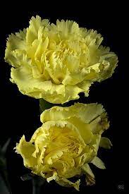 Yellow Carnation Yellow Flowers Carnation Flower Yellow Carnations