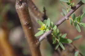 Image result for Euphorbia guerichiana