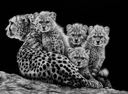Black And White Cheetah Photography Cheetah Family 12x16 Scratchboard Melissa Helene Fine Arts Photography Www Melissahelene Com Artwork Scratchboard Scratchboard Artists Scratchboard Art