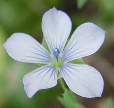 Image result for Linaceae