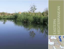 Image result for Pycreus fluminalis