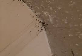 Image result for bed bugs droppings