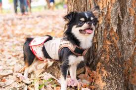 An adoption application is required. 10 Best Chihuahua Rescues For Adoption 2021 Our Top 10 Picks
