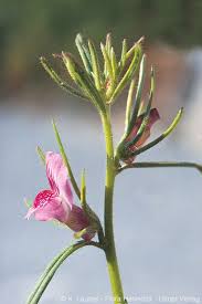 Image result for Misopates orontium