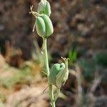 Image result for Dipcadi viride