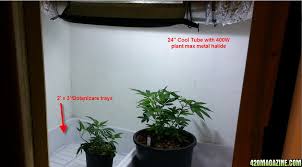 10oz per plant perpetual indoors