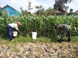 Inilah yang dirasakan oleh mitra kami pak . Pelda Slamet Riyadi Dampingi Petani Lakukan Pemupukan Tanaman Jagung Barito Raya Post