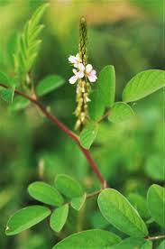 Image result for Indigofera hirsuta