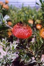 Long lasting cut flowers australia. Leucospermum Cordifolium Australian Native Plants Plants 800 701 6517