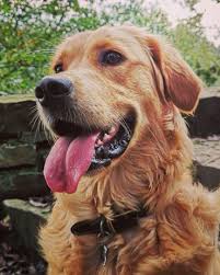 Maybe you would like to learn more about one of these? Facts You Need To Know About The Red Golden Retriever K9 Web