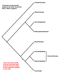 Image result for Lauraceae