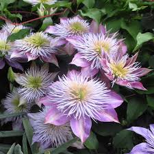 Crystal fountain is named for the unusual form of its center, where large sprays of pale lavender and green reach to all its sepals. Buy Clematis Crystal Fountain Deciduous Climbing Shrub Free Uk Delivery