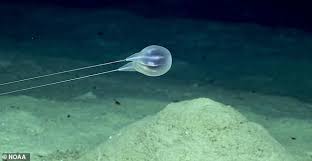 The deep sea or deep layer is the lowest layer in the ocean, existing below the thermocline and above the seabed, at a depth of 1000 fathoms (1800 m) or more. Scientists Identify Eerie New Species Of Deep Sea Jellyfish Using Only High Definition Video Australiannewsreview