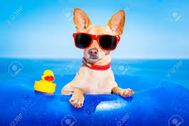 Klein, mittelgroß extra groß, schnelle lieferung. Chihuahua Hund Auf Einer Matratze Im Meer Wasser Am Strand Geniessen Sommerurlaub Ferien Tragen Rote Sonnenbrille Mit Gelben Kunststoff Gummi Ente Lizenzfreie Fotos Bilder Und Stock Fotografie Image 40575342