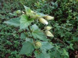 Image result for Astripomoea grantii