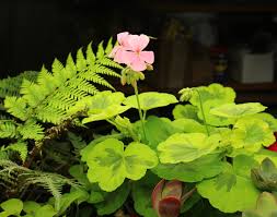 Plant it near the center of the pot, surrounded by smaller plants. Late Snow On Plants Sorta Like Suburbia