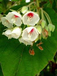 Image result for Dombeya