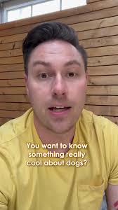 We love dogs so much 🐶😭 #luckydog #dogfacts101 #dogfact