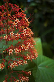 The Flowers Plants Of Costa Rica Plants Planting Flowers Tropical Garden Design