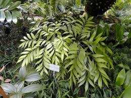 Image result for Stangeriaceae