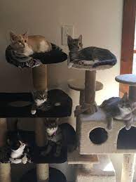 Sale | cats | british longhair | bromley. Cat For Adoption Kittens Galore A Domestic Long Hair Domestic Short Hair Mix In House Springs Mo Petfinder