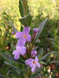 Image result for Freylinia