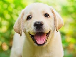 Check spelling or type a new query. Fotos Retriever Hund Suss Schon Zunge Weiss Kopf Blick Ein 1600x1200