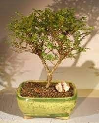I have a great love for this material that is so easy to care for and style. Chinese Seiju Elm Bonsai Tree For Sale Ulmus Parvifolia Seiju Bonsai Tree Gardener