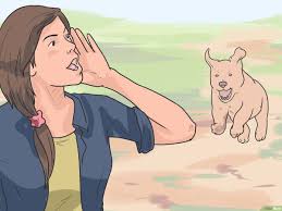 Kopek Kavgasi Nasil Ayrilir 15 Adim Resimlerle Wikihow