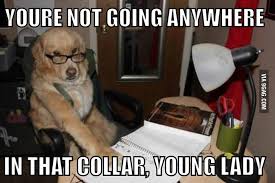 Disapproving Dad Dog 9gag
