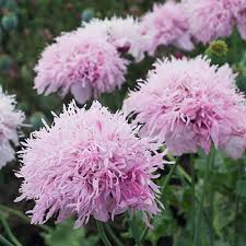 Lavender purple pom, faux pom pom, faux fur pom, cool purple pom, purple fur pom, fur ball, hat pom, knitting accessory, crochet supplies ellevintage369 5 out of 5 stars (2,242) $ 9.00. Poppy Lilac Pompom Papaver Laciniatum Seeds Select Seeds