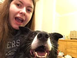 my best friend is house sitting and they have this beautiful boy Charlie  🧡🧡🧡