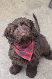 Browse thru our id verified puppy for sale listings to find your perfect puppy in your area. Bunji Australian Labradoodles Home