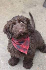 Home » puppies » labradoodle » michigan » ottawa county » holland » about labradoodle. Bunji Australian Labradoodles Home