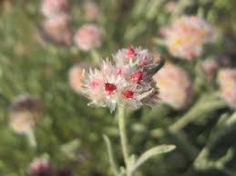 Image result for Helichrysum candolleanum