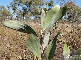 Image result for Rhynchosia holosericea