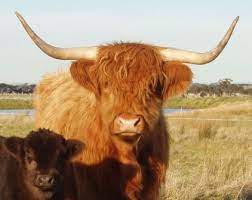 Pin On Longhorns