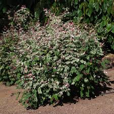 Image result for Phyllanthaceae