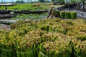 We did not find results for: Memanfaatkan Eceng Gondok Jadi Kertas