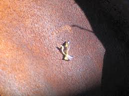 Image result for Anticharis senegalensis